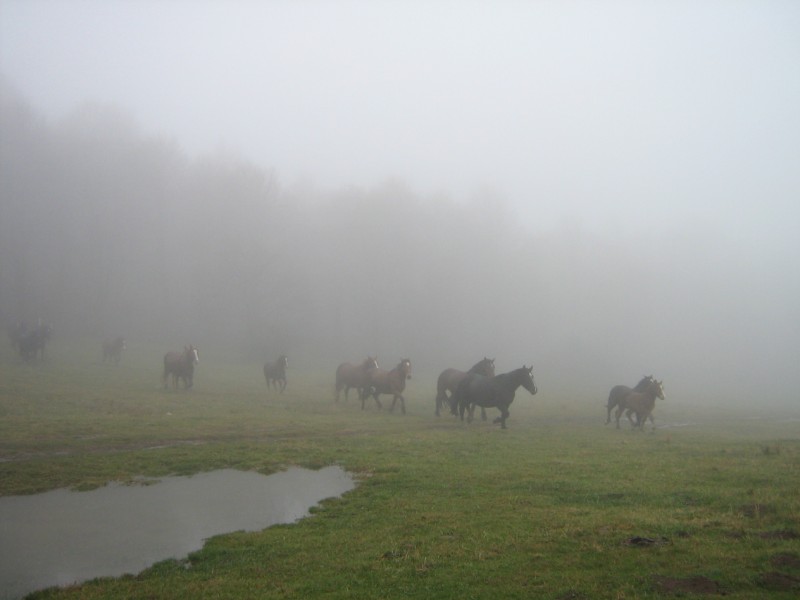 Cavalli Al Pascolo