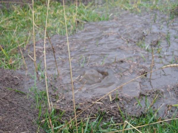 Sole Poco Ma Acqua Tanta...