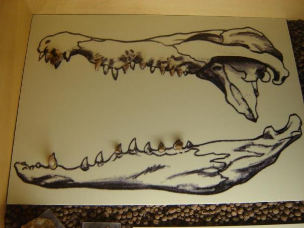 Denti Fossili Di Un Coccodrillo Posizionati Su Un Disegno Che Lo Raffigura