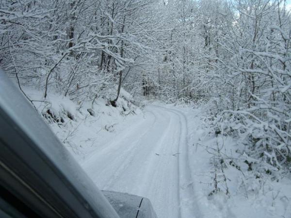 Nel Bosco Con La Neve